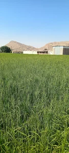 مرغداری