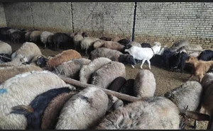 دامداری جمالی