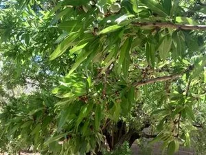 مزرعه قریه وزاغی فرادنبه