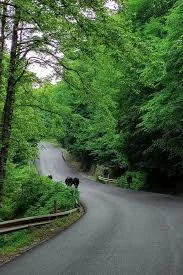 جاده جنگلی عباس آباد کلاردشت 🌳 مسیری رویایی و مقصد گردشگری