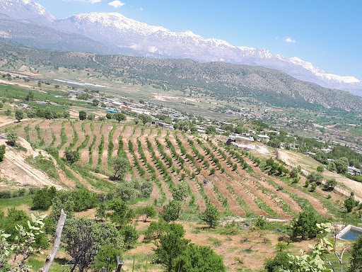 باغ گردو اصلاح شده موسی شعبانپور