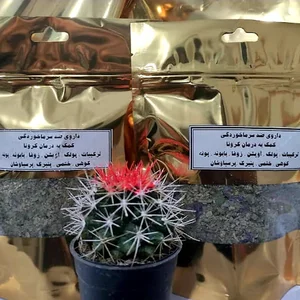 خرازی کفشدوزک