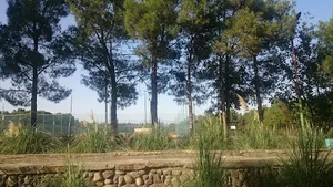 بوستان جنگلی ساوه