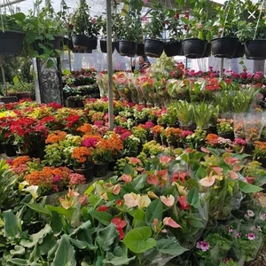 نهالستان و گلسرای موسوی