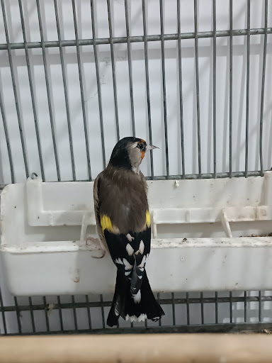 سرای پر طلایی