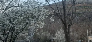 نودشه