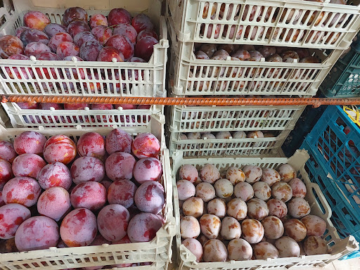 باغ میوه و تره بار ایرانیان گراوندی