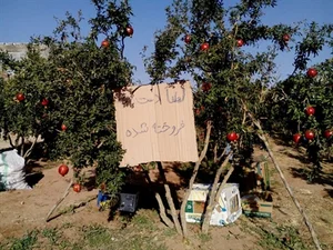 باغ انار محمودآباد