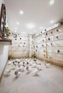 پرورش کبوتر طوقی(احمدنظری)