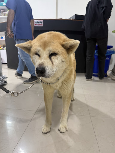 دامپزشكى آوين