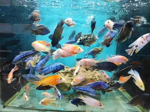 فروشگاه آکواریوم دهکده ماهی