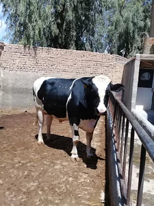 دامداری حاج قلی دهپرور