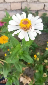 سوپر‌مارکت الف‌نژاد