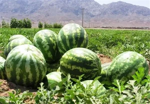 تره بار فروشی فتحی 3