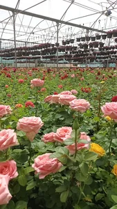 باغ گل مروارید