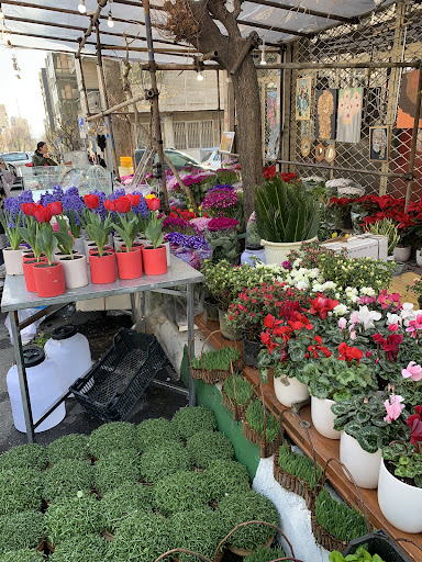 گل فروشی وایلد ارکید