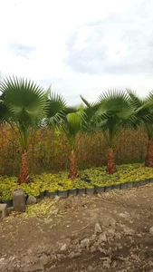 مزرعه یالمن 5