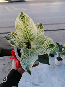 گلخانه نیلوفر آبی گل و گیاه نیلوفر آبی گلفروشی