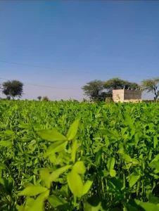 گوٹھ حاجی کہورخان بگٹی