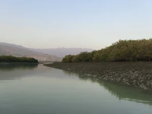 جنگل های حرا (مانگرو)