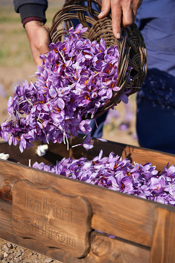 زعفران کبیری