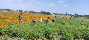 مزرعه گیاهان دارویی حسین شریفی