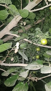 کارتن سازی شقاقی