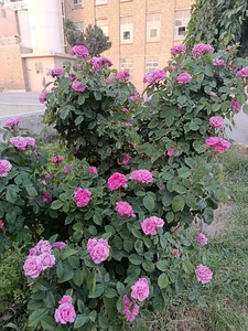 ساعت آفتابی سیرجان