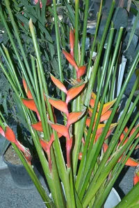 گل فروشی آقای گل 3