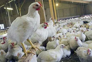 مرغ فروشی آزادی
