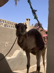 آسیاب شتر حنا