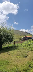 دایلسر
