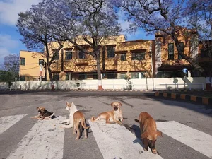 Durbarmarg