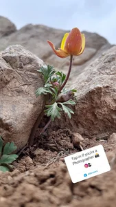 دره بید