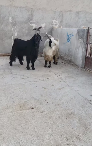 دامداری ابراهیم ریگی