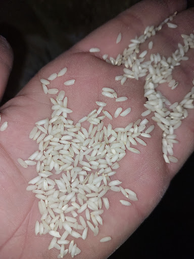برنجکوبی شالیکوبی خشک کنی هویزه مدیریت جرفی