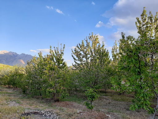 باغ گیلاس محمدرضا آزاد