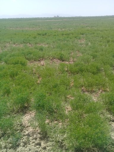 مهدیزاده