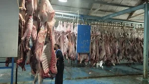 کشتارگاه گاو نقده زرین جام سلدوز