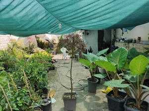 گل و گیاه باقرزاده