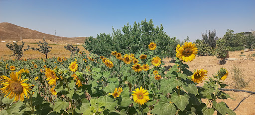 باغ محمود سلطانی