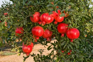 مزرعه ارگانیک نفس