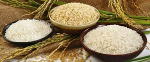 بازرگانی برنج هادیان سورتچین