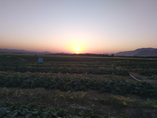 برخوردار