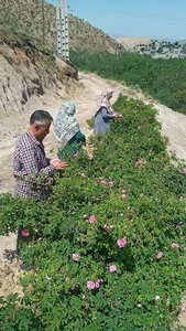 عرقیات گیاهی و محصولات ارگانیک طاهر 3