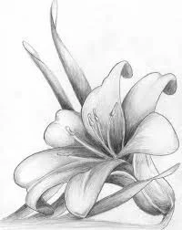 گل فلورانس