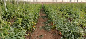 مجموعه گلخانه حاجی آباد