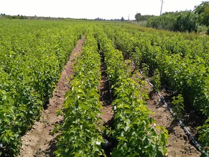 کهریز