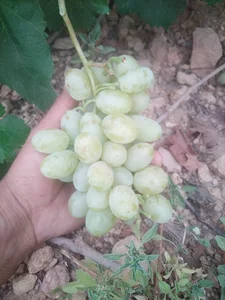 باغ پویا