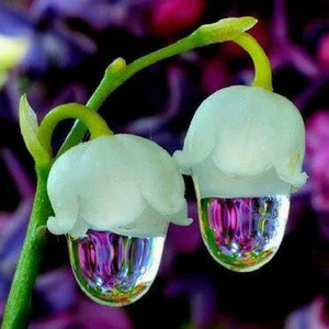 ایرج مهدی زاده سولا فروشگاه ستاره شهر